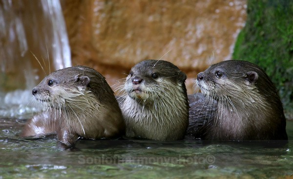 Otter's - Captured Wild life/Domestic/ livestock Animals
