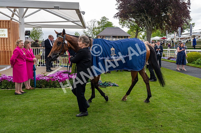 130526-Race 5-Legacy Link-0348 - Race 5 4.05pm Tattersalls Musidora Stakes