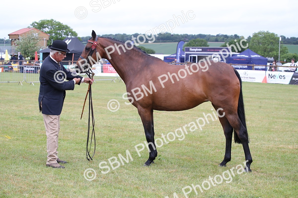SBM_00178 - Class 17-20 - Arab & Part Bred - Anglo Arab In Hand