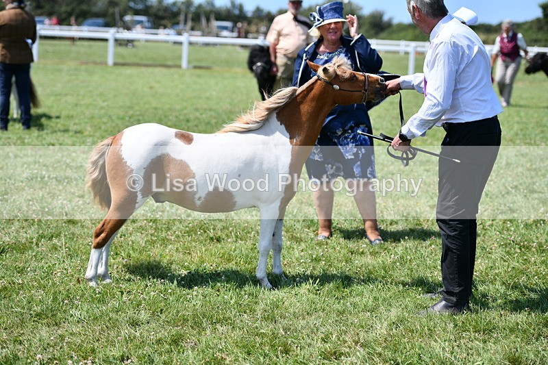 DSC_7669 - Class 64: Coloured Pony 4yrs & over