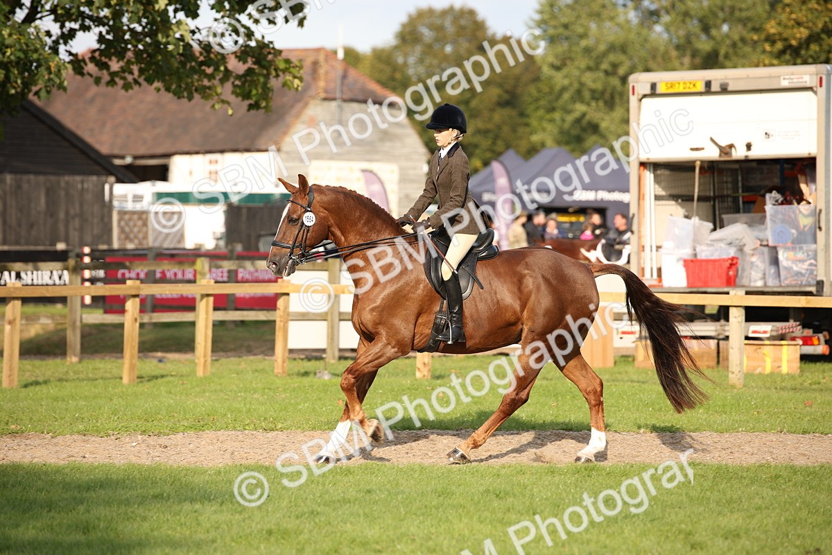 SBM_54298 - S27 - Mature Veteran - Ridden