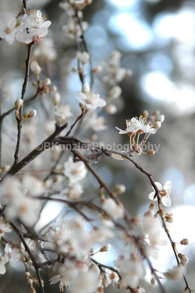  - Flowers