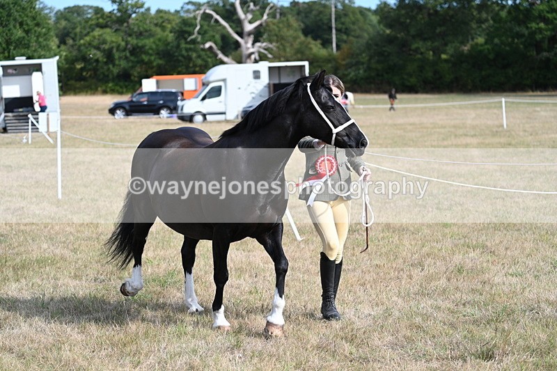 WJ7_8038 - In-hand Championship