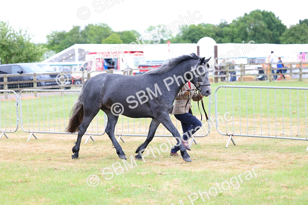 SBM_04036 - Class 64-67 - Shetland Pony In Hand