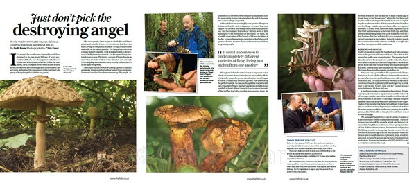 Mushroom School - Editorial Work
