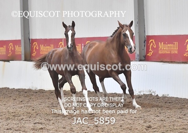 JAC_5859 - 11 Pandora of Westoak