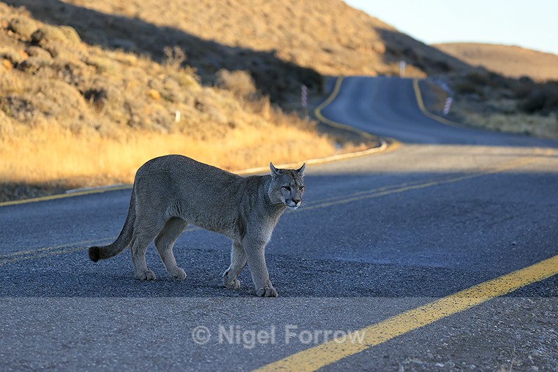 Puma crossing road, late afternoon, Torres del Paine, Chile - Puma