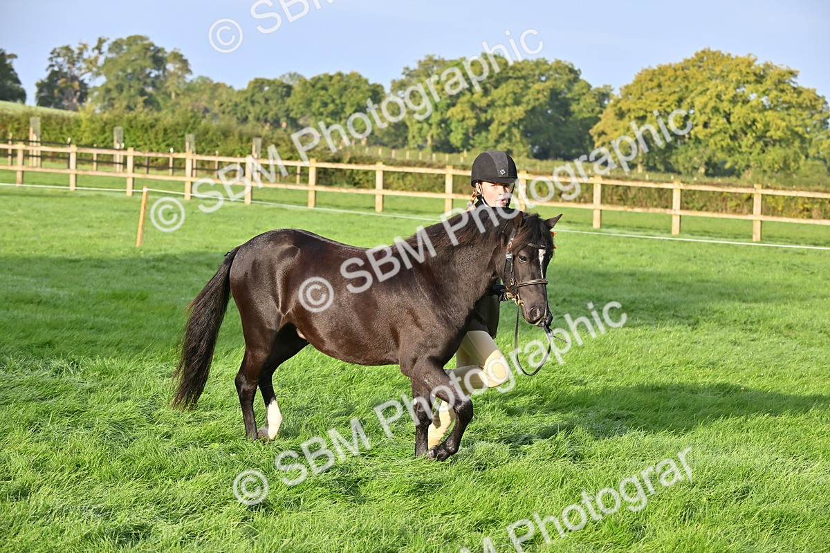 SBM_54652 - S44 - Youngstock In Hand