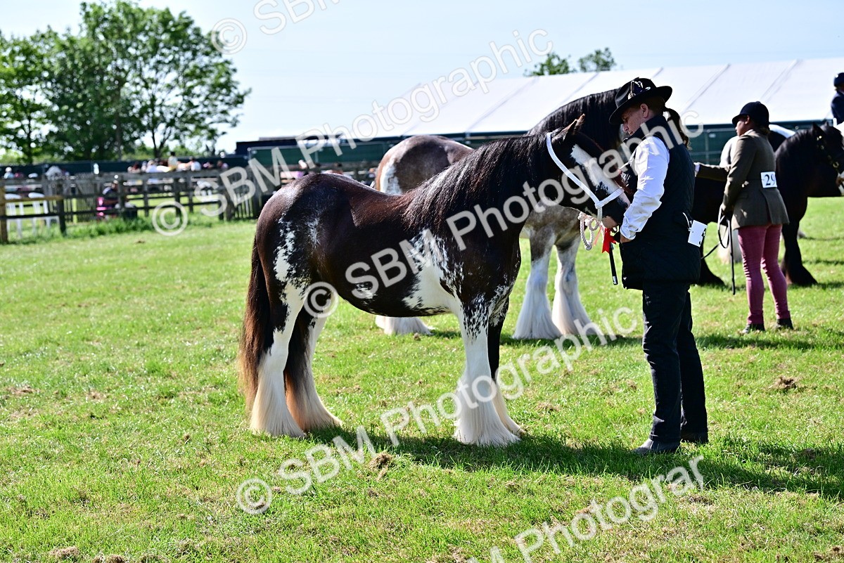 SBM_09479 - Class 63-65 - Traditional Gypsy Cobs In Hand & Ridden