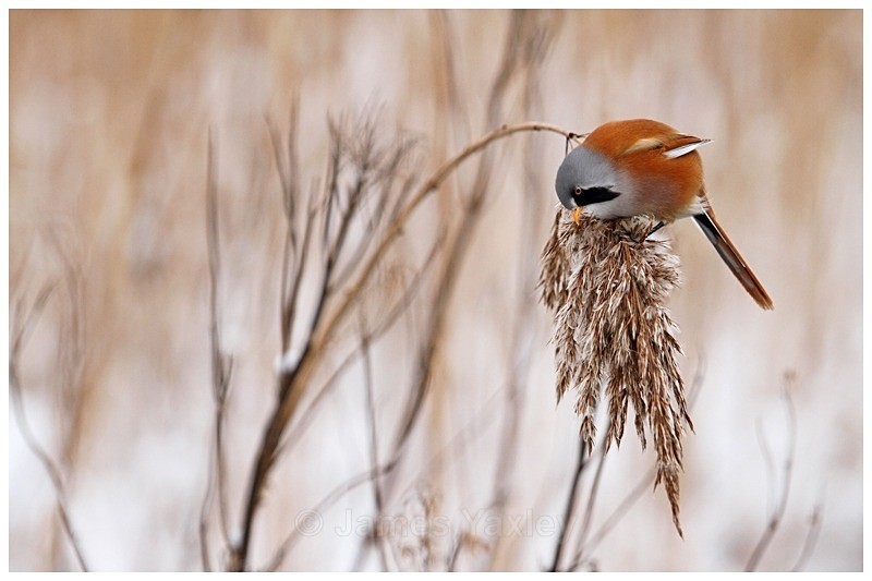 Bearded Tit Feeding on Reed - Best of British Wildlife
