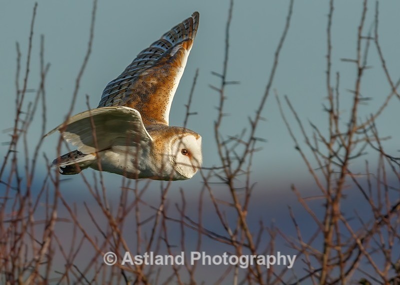 Astland Photography, Bird and Wildlife Images, Susan and Peter Wilson, U.K.