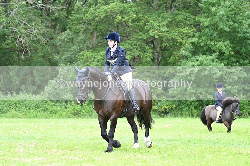 WJ7_4335 - Class 14A Handsome Gelding