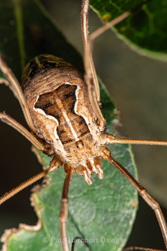 Harvestman (Metaphalangium cirtanum) - Insects, Spiders and other Animals