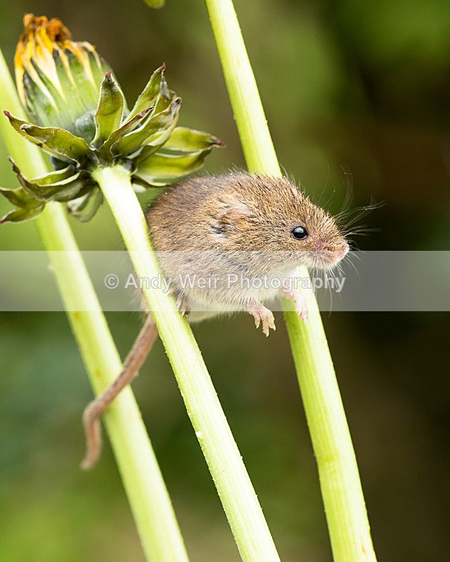 20140405-3K8A9886 - Harvest Mouse