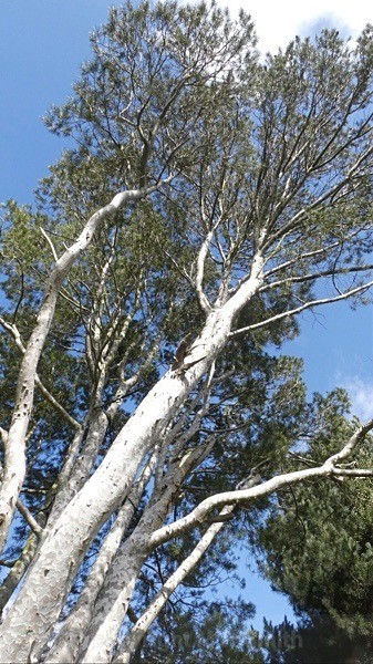 Blue Gum, SA - LANDSCAPES & TREES