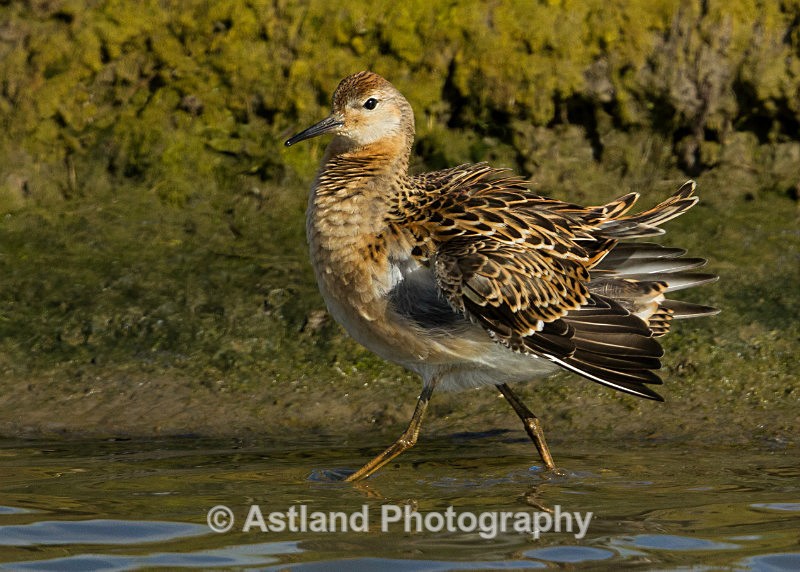 Astland Photography, Bird and Wildlife Images, Susan and Peter Wilson, U.K.