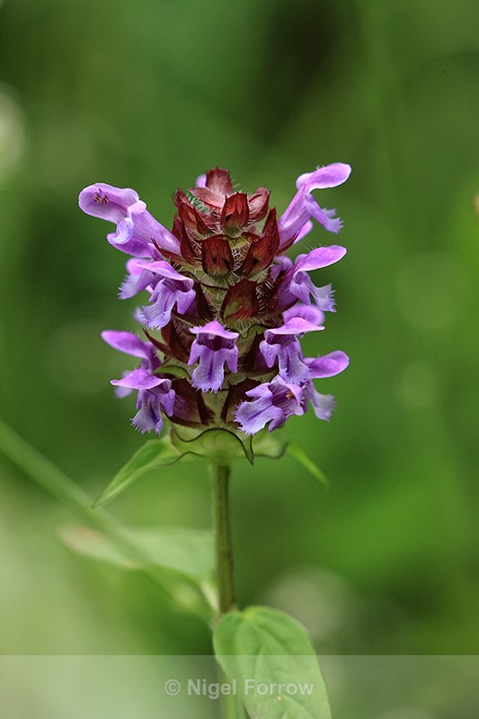 Selfheal, Warburg Nature Reserve, Chilterns, Oxfordshire - PLANTS