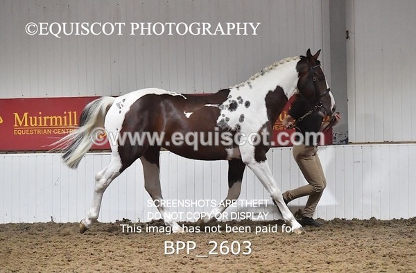 BPP_2603 - LOOSE JUMPING / SPSS