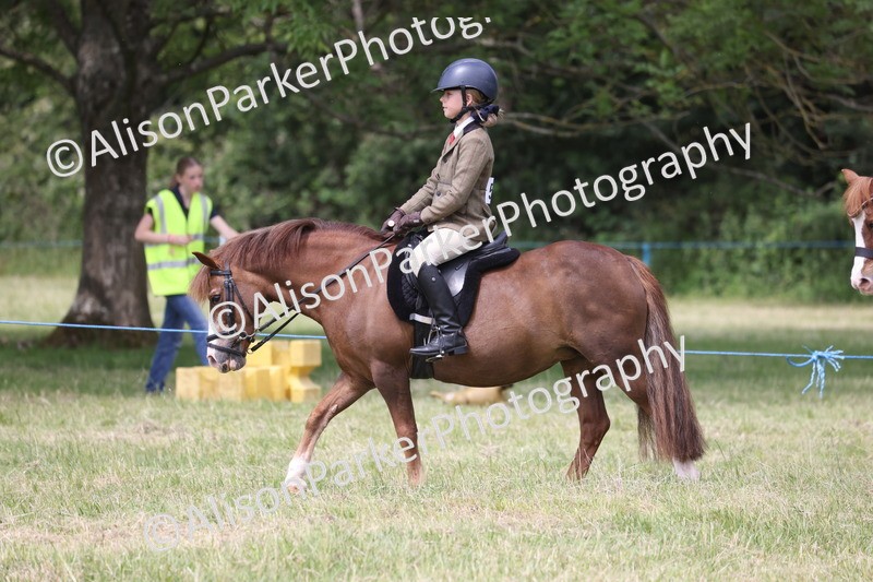 20260614-2116 - Class 21 - Novice Working Hunter Pony