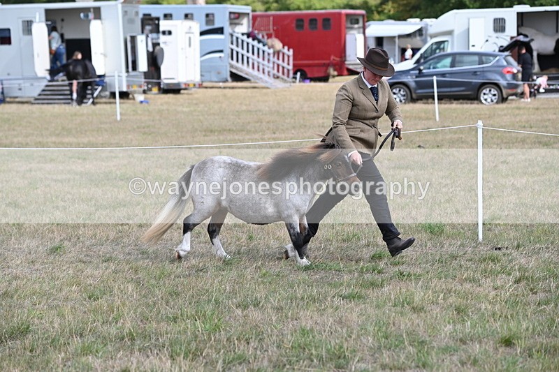 WJ6_6856 - Class 21 Shetland & Mini Horses