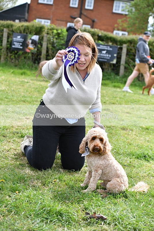 WJ5_9896 - Class 3 Most Handsome Dog