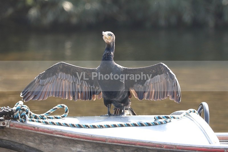 Cormorant 8 - Animals, Birds etc