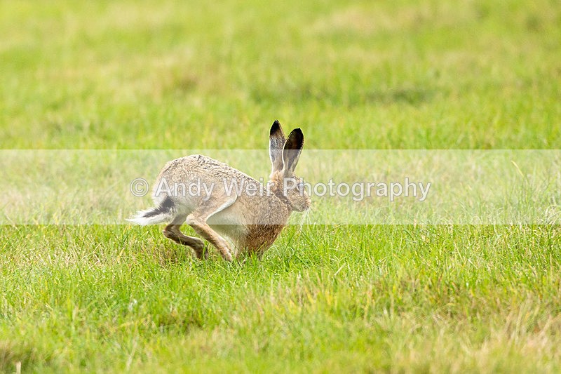 20140929-3K8A5916 - Mammals