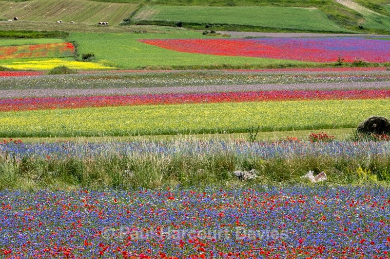  - Plants: wide-angle