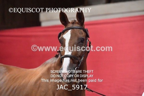 JAC_5917 - 11 Pandora of Westoak
