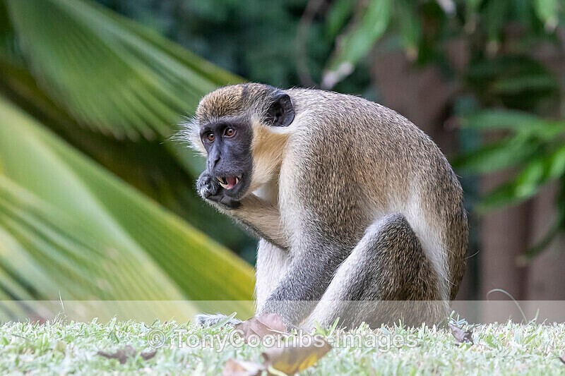Green Monkey - The Gambia