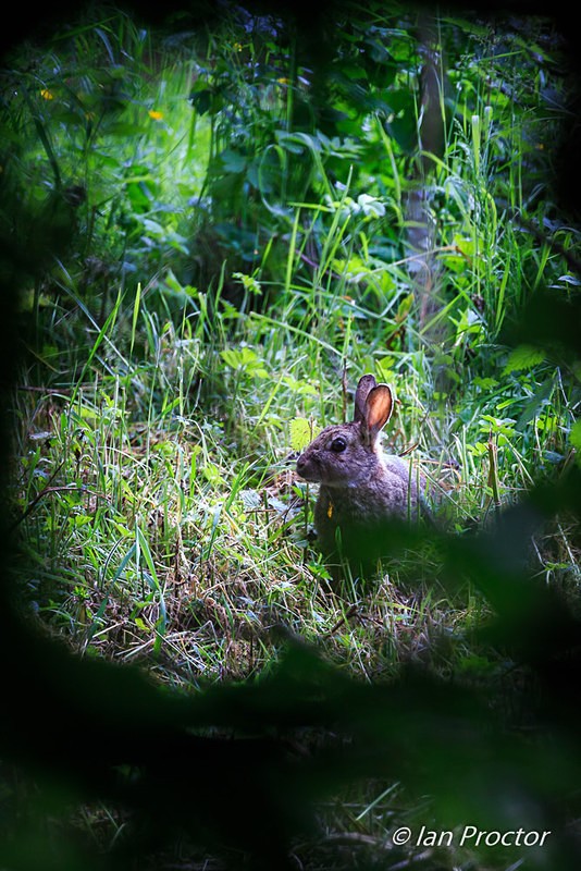 Rabbit Framed in Woodland Foliage - Nature