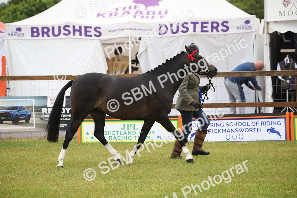 SBM_00103 - Class 17-20 - Arab & Part Bred - Anglo Arab In Hand