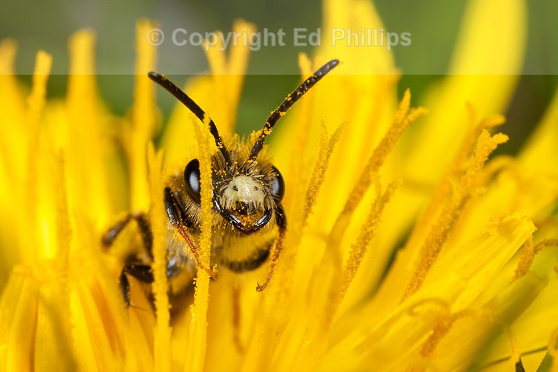Andrena chrysosceles (m)