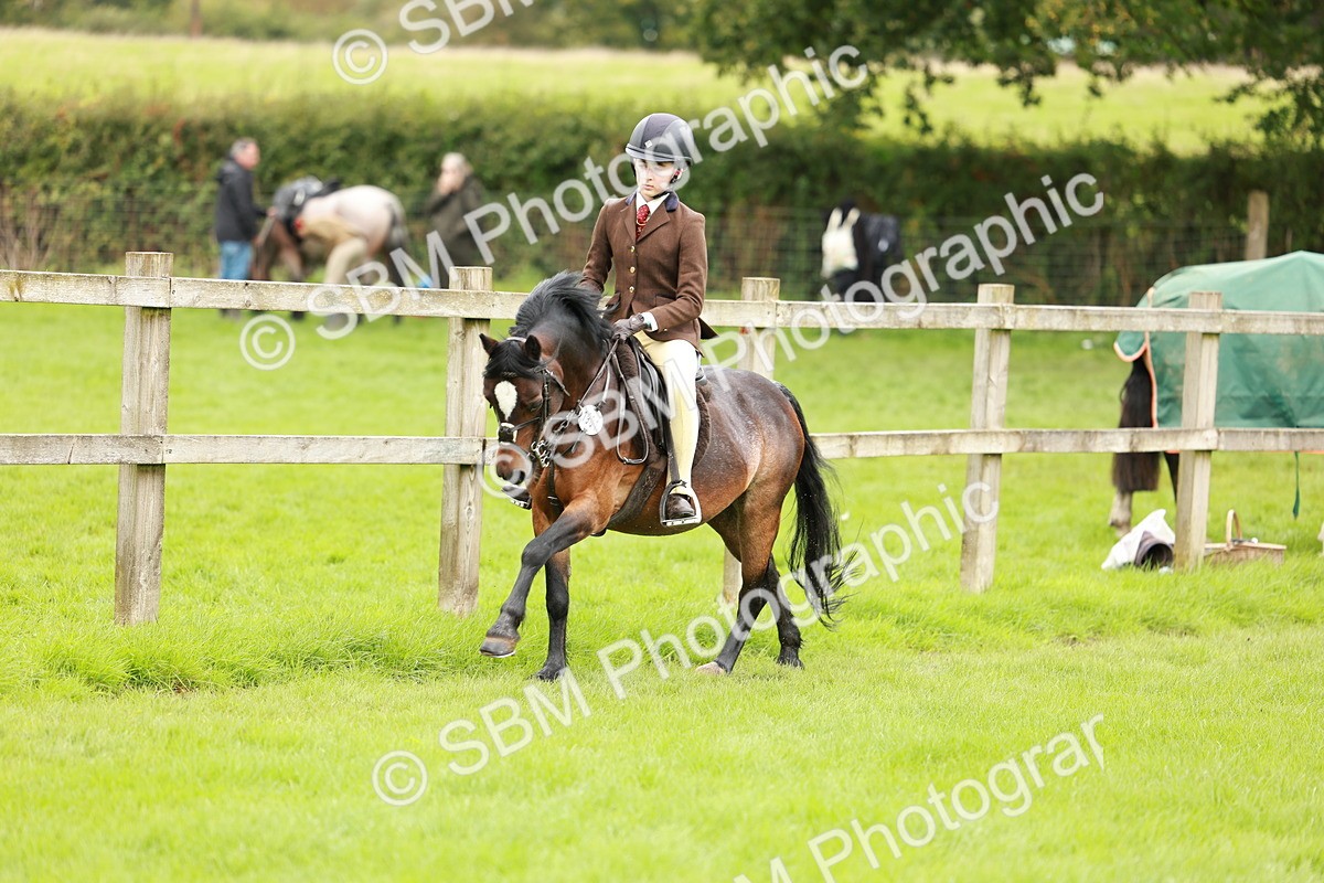SBM_41790 - S32 - Mountain & Moorland Working Hunter Pony