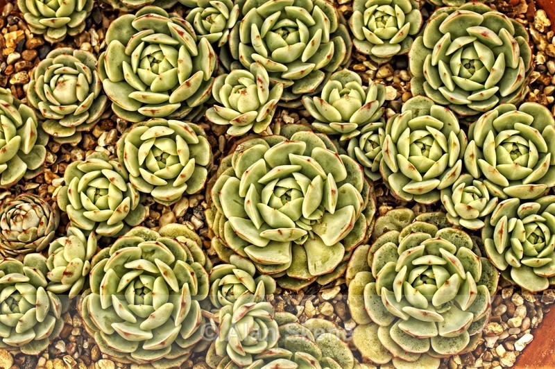 DSC04527 - Flora