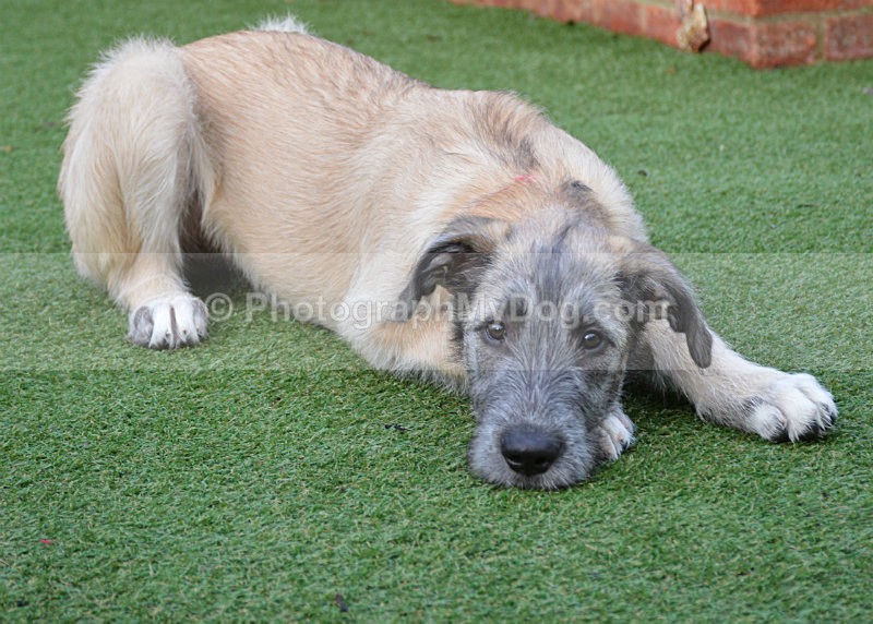  - Irish Wolfhound