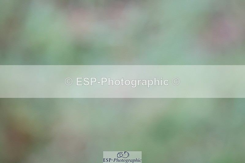 250830A-135815-06856 - Cls 16 Snr Newcomers and 1.10m Open