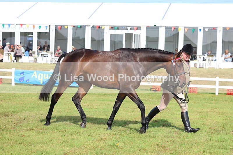 3E7A8344 - Class 2: Rising Star Large Hack/Riding Horse