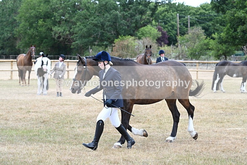 WJ7_0094 - Class 5a Most Handsome Gelding (above 14.2hh)