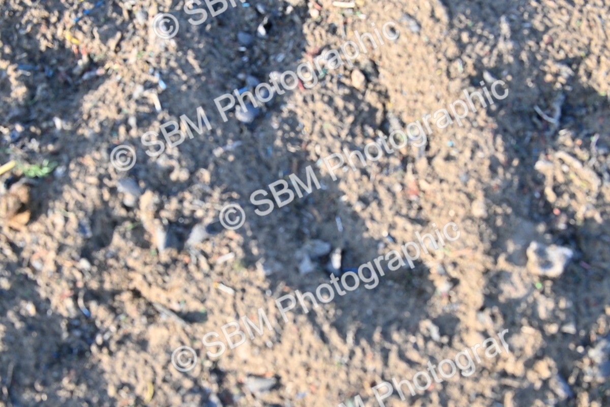 SBM_09419 - Lorry Dogs