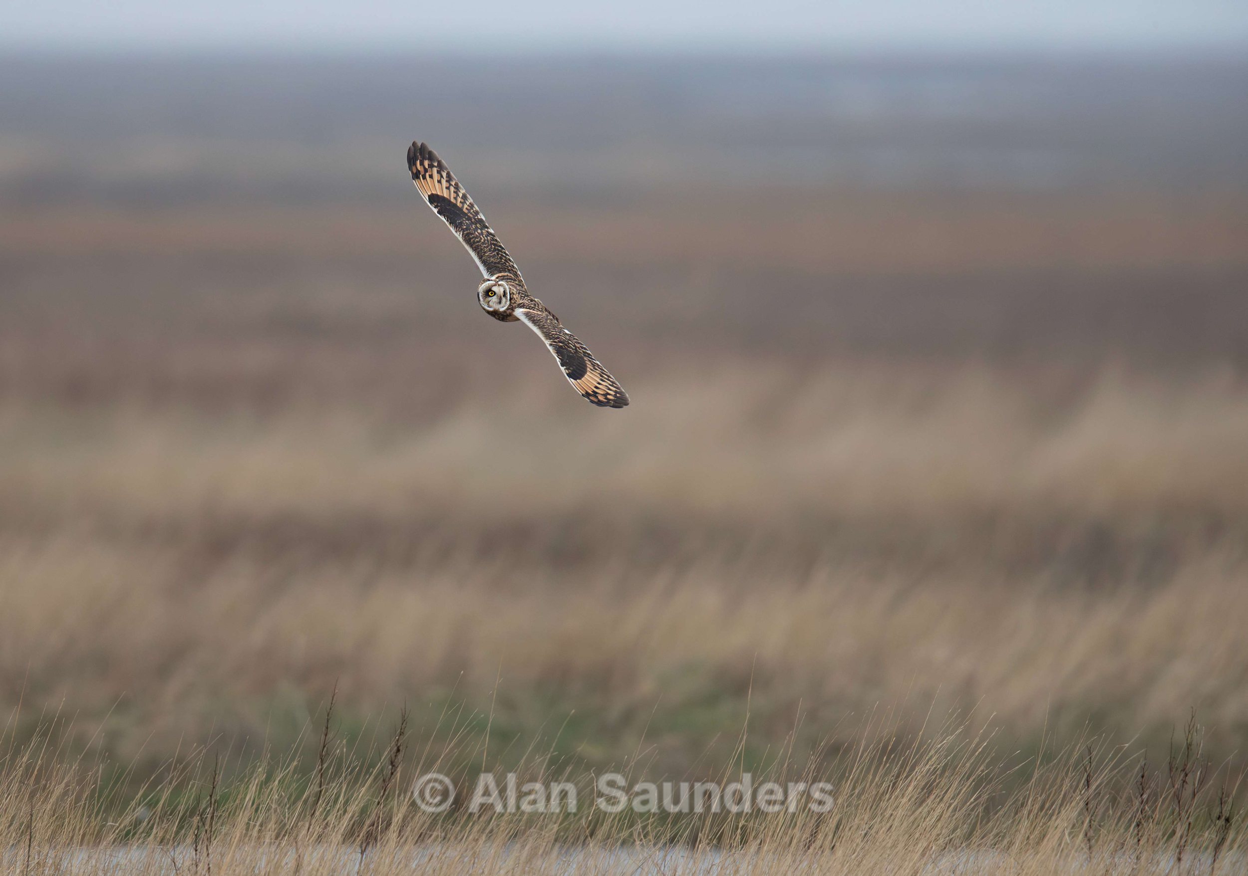 Short Eared Owl