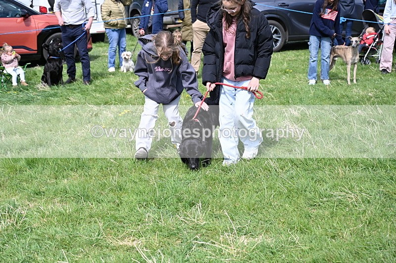 WJ6_9028 - Class 8 Best Working / Gun Dog or Bitch