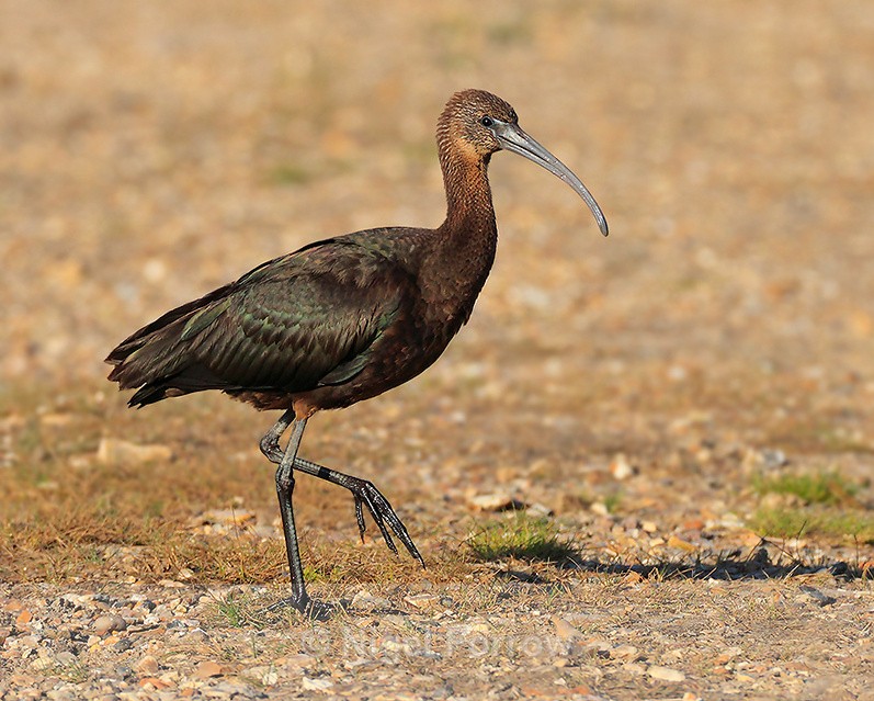 Glossy Ibis crossing a path at Stanpit Marsh - Glossy Ibis