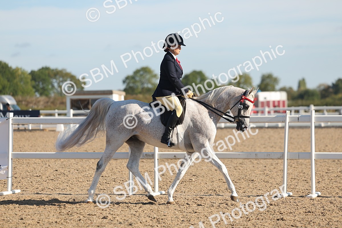 SBM_12168 - Class 303 - Ridden Pure Bred Horse Pony