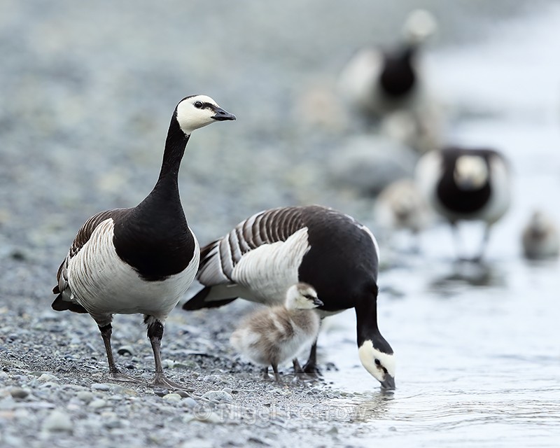 Barnacle Geese along lagoon shoreline, Jokulsarlon, Iceland - Barnacle Goose