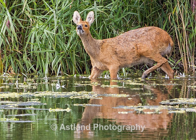 Astland Photography, Bird and Wildlife Images, Susan and Peter Wilson, U.K.