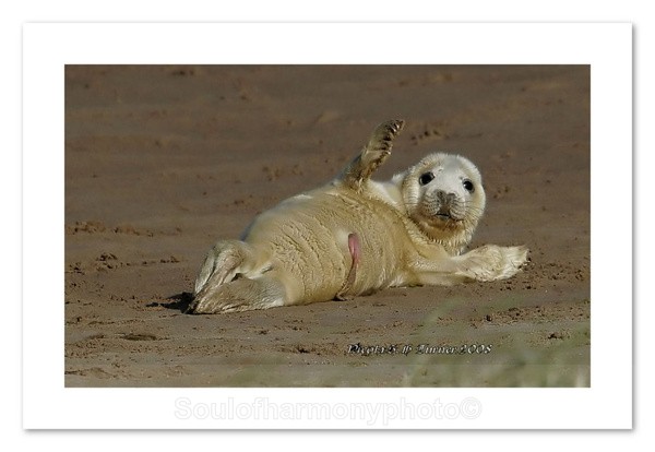 Seal Pup - Wildlife Wildlife