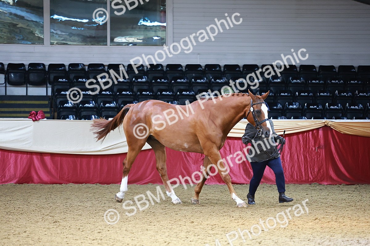 SBM_23089 - Class 903 - Supreme Final - IH Pre Vet