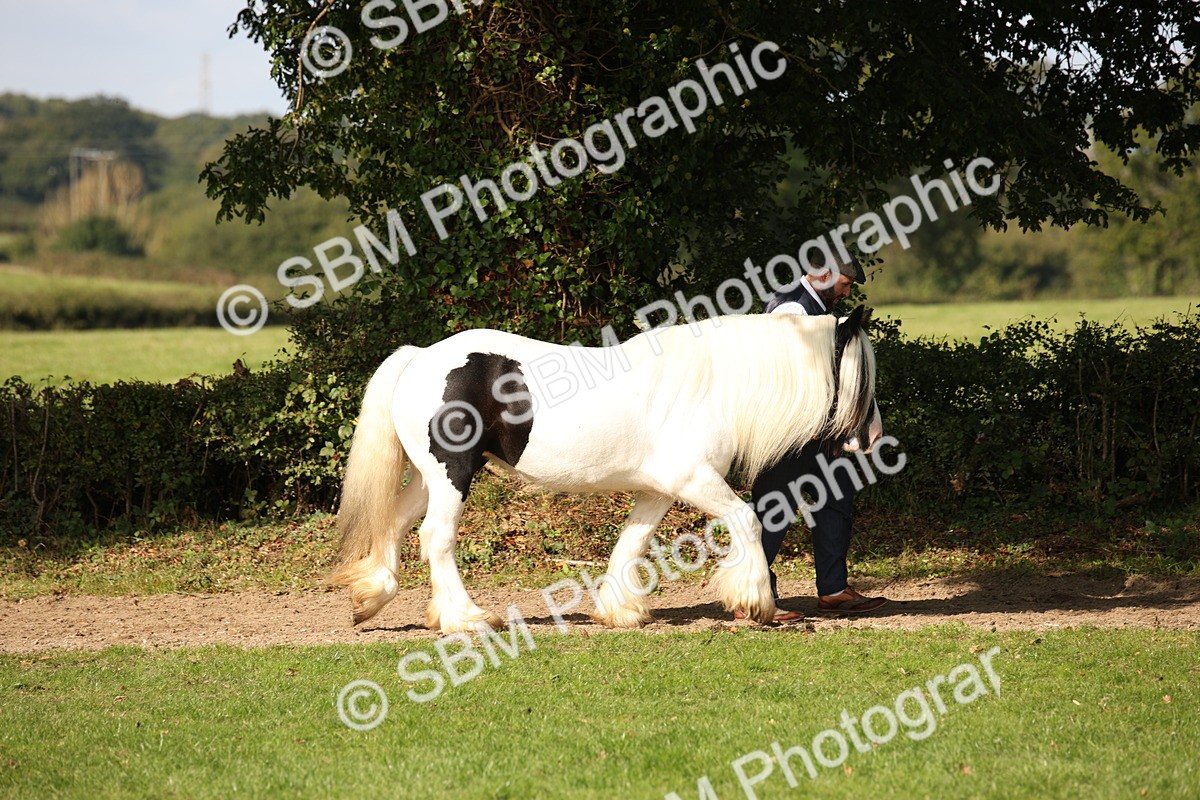 SBM_62163 - S55 - Traditional Cob In Hand