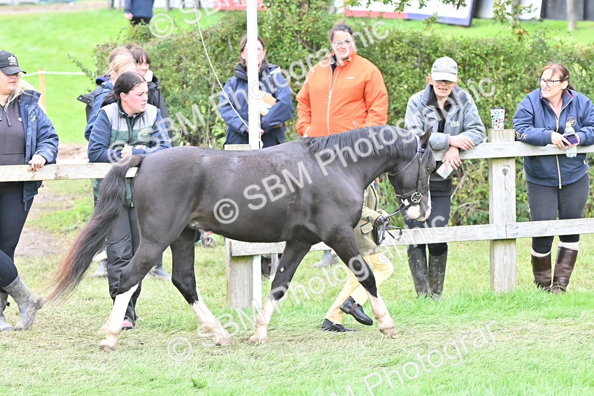 SBM_66775 - S41 - Junior Handler 8 Years & Under